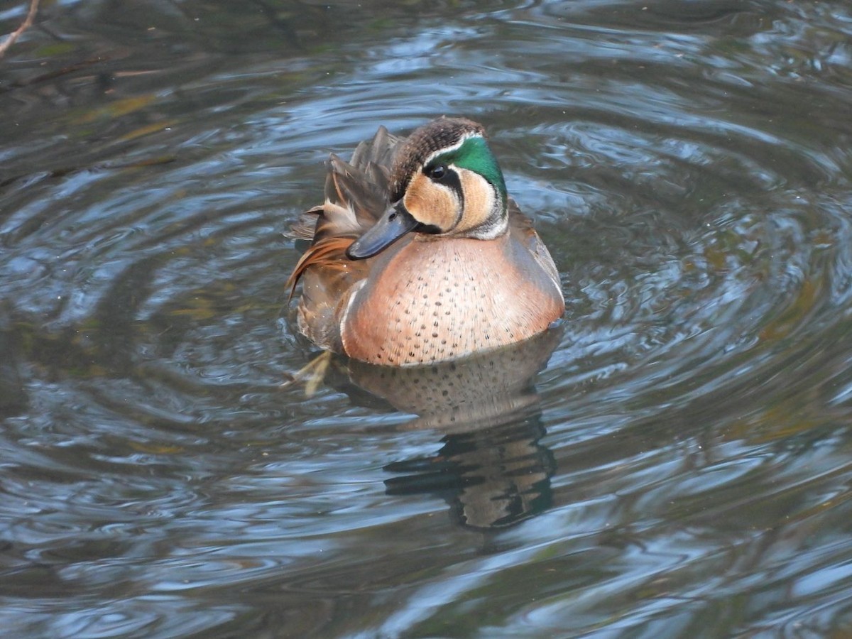 Zertzeta baikaldarra - ML646426078