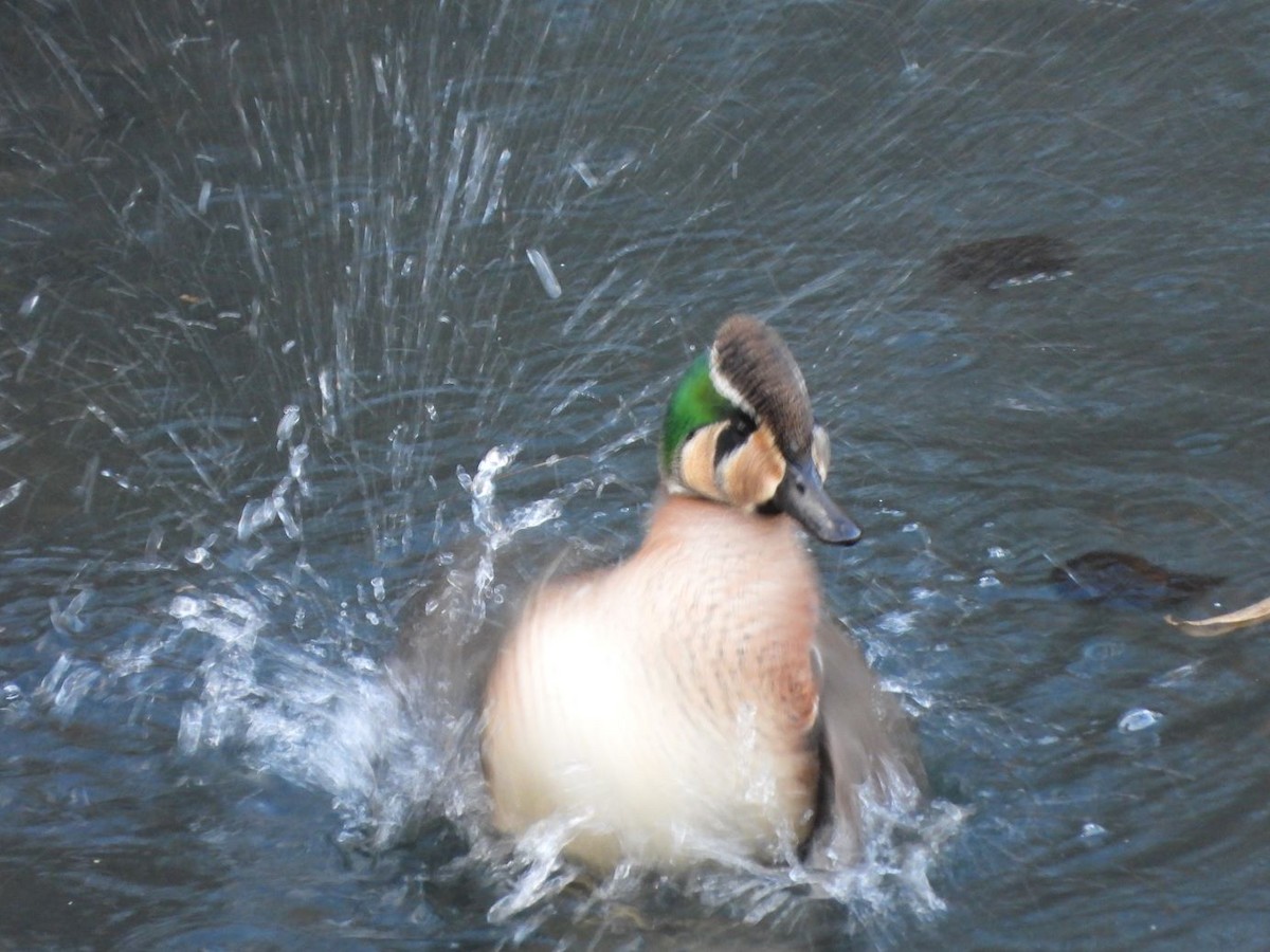 Zertzeta baikaldarra - ML646426080