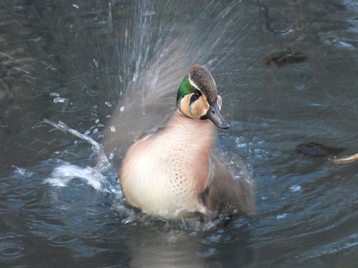 Zertzeta baikaldarra - ML646426081