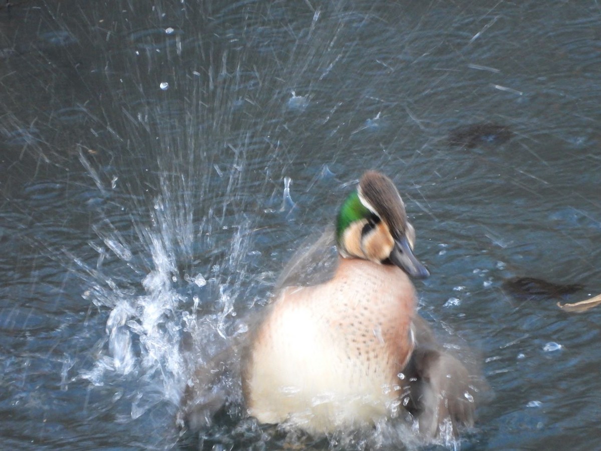 Zertzeta baikaldarra - ML646426082