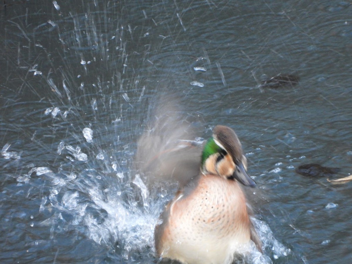 Zertzeta baikaldarra - ML646426083