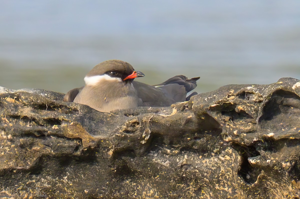 ouhorlík skalní (ssp. nuchalis) - ML646426085