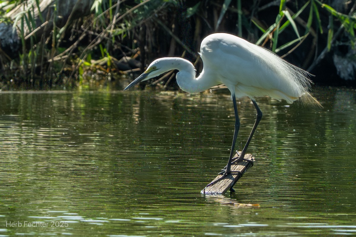 Koartzatxo txikia - ML646426086