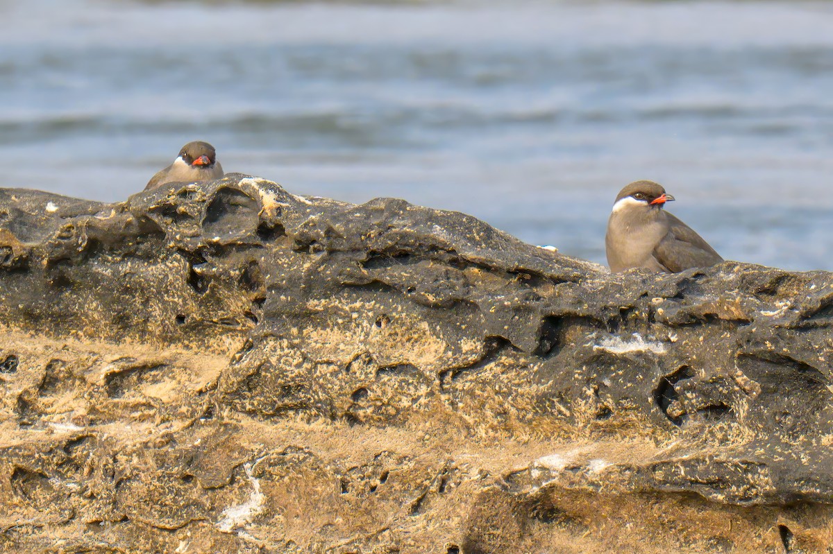 ouhorlík skalní (ssp. nuchalis) - ML646426087