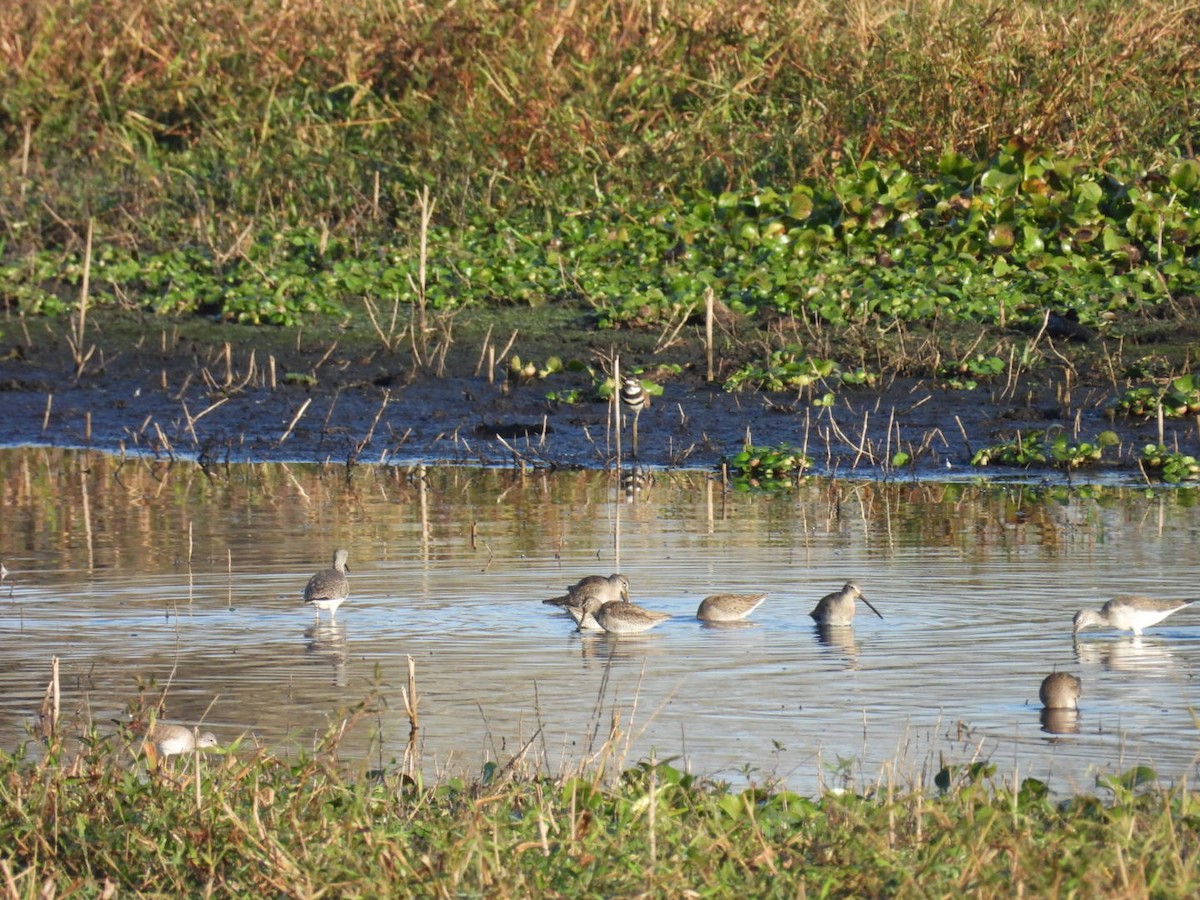 Kuliska oilagorra - ML646426088