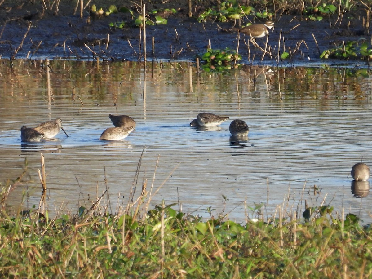 Kuliska oilagorra - ML646426089