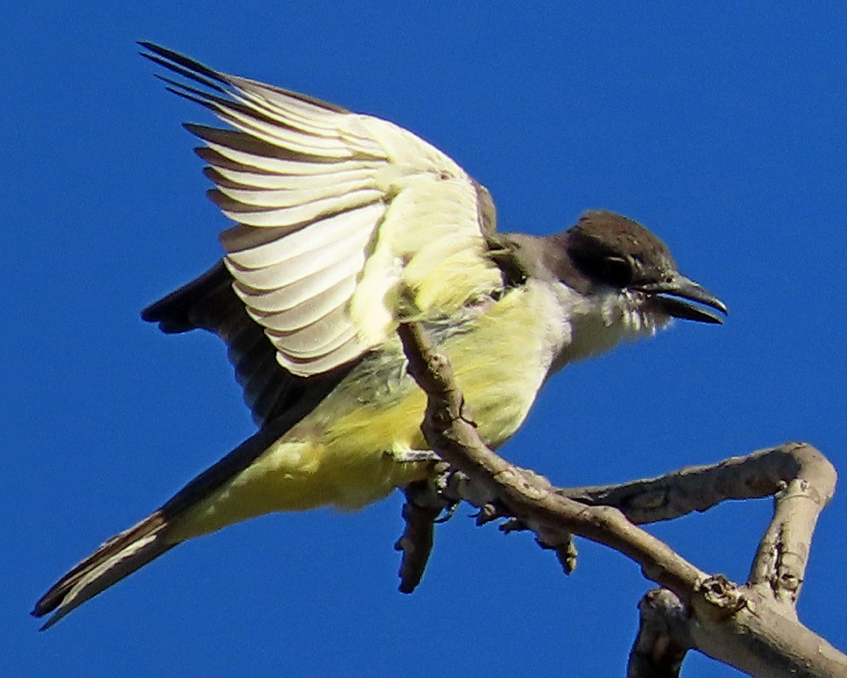 Thick-billed Kingbird - ML646426090