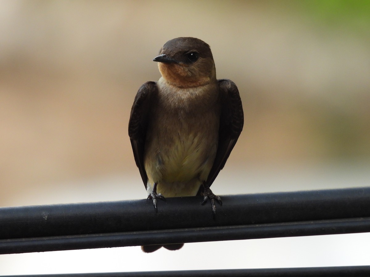 Southern Rough-winged Swallow - ML646426091