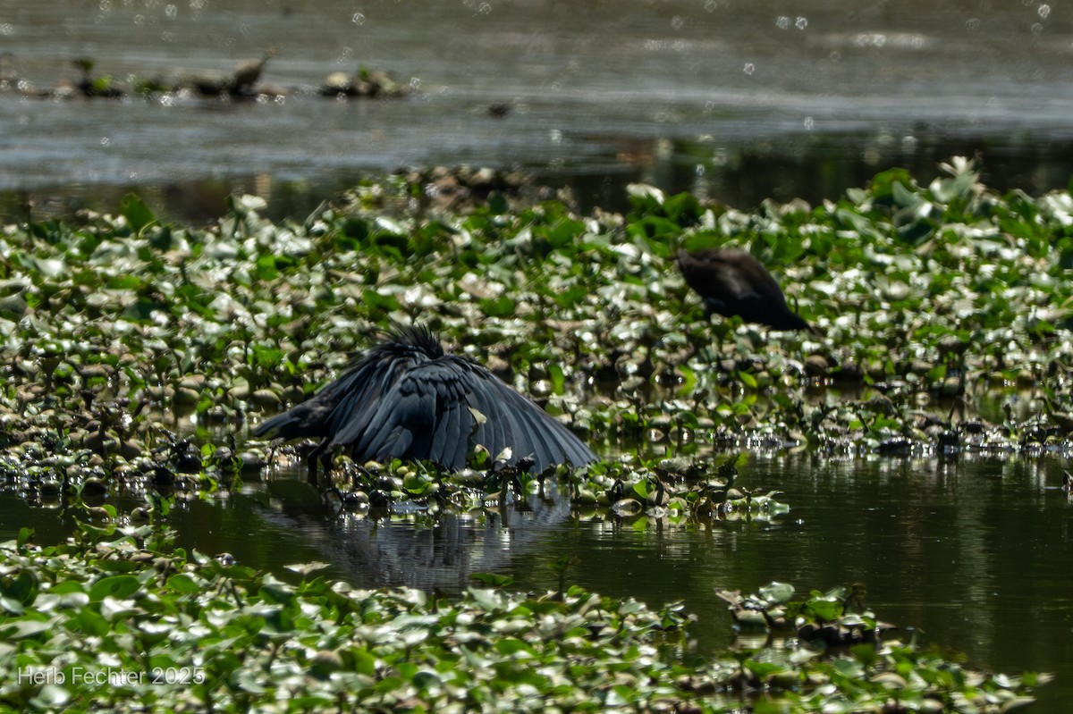 Black Heron - ML646426093