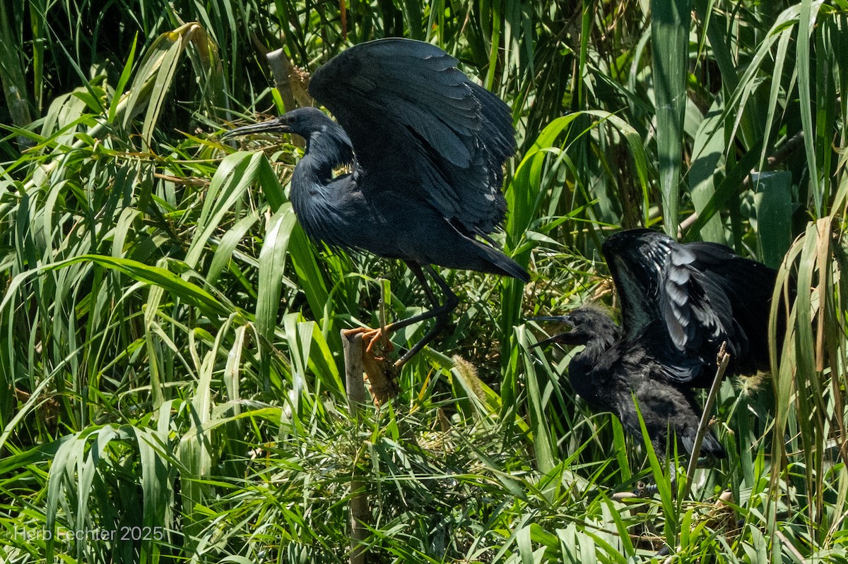 Black Heron - ML646426094