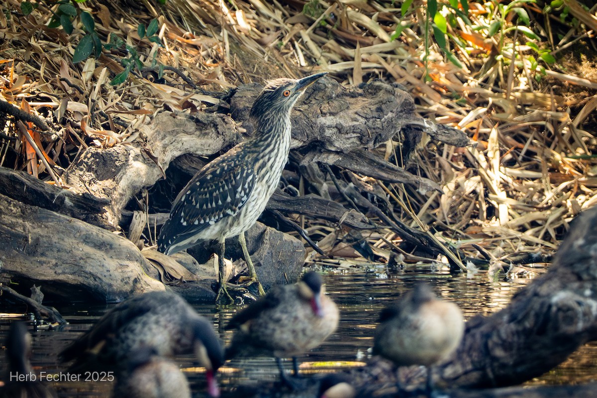 Black Heron - ML646426095