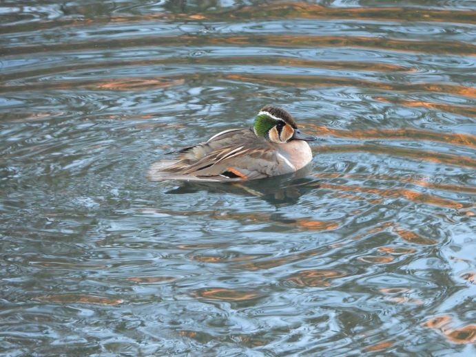 Zertzeta baikaldarra - ML646426098