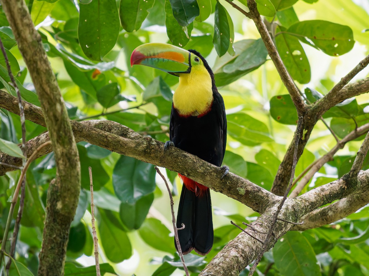 Yellow-throated Toucan - ML646426099