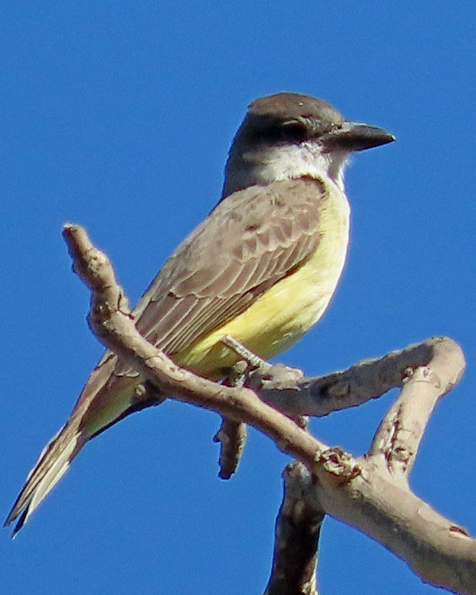 Thick-billed Kingbird - ML646426100