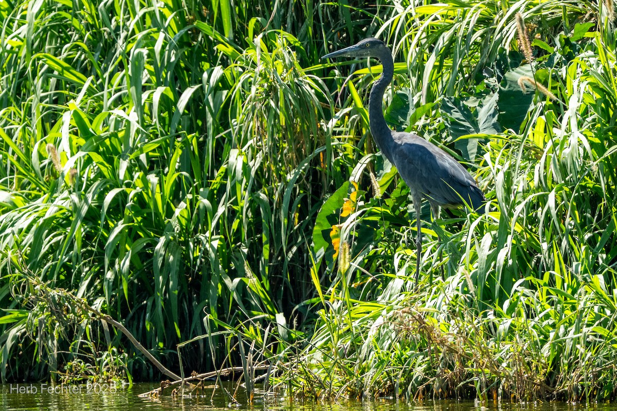 Humblot's Heron - ML646426102