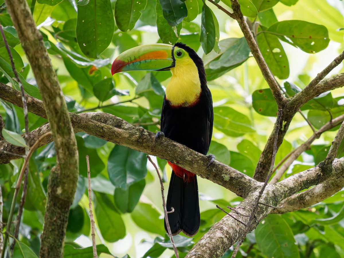 Keel-billed Toucan - ML646426104