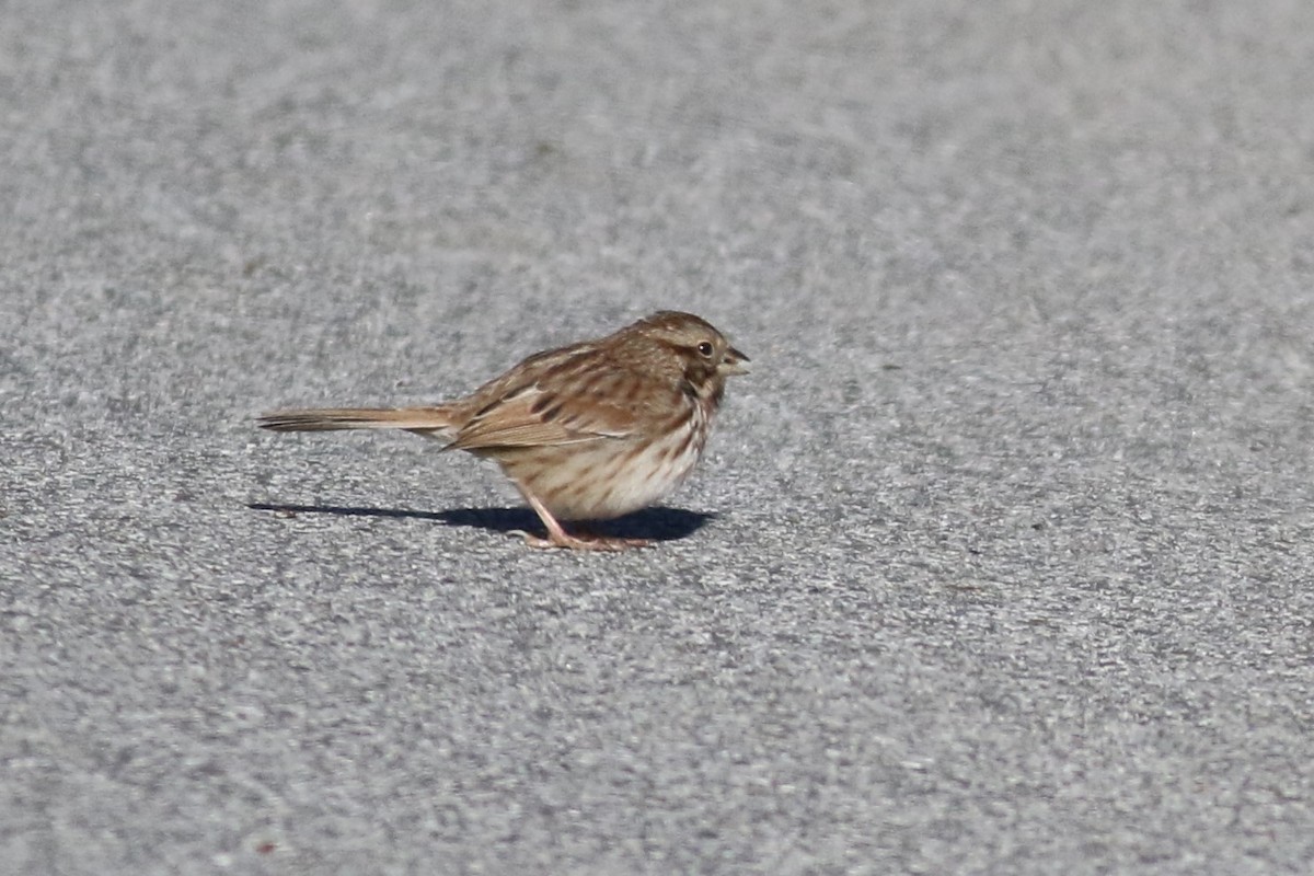 Song Sparrow - ML646426105