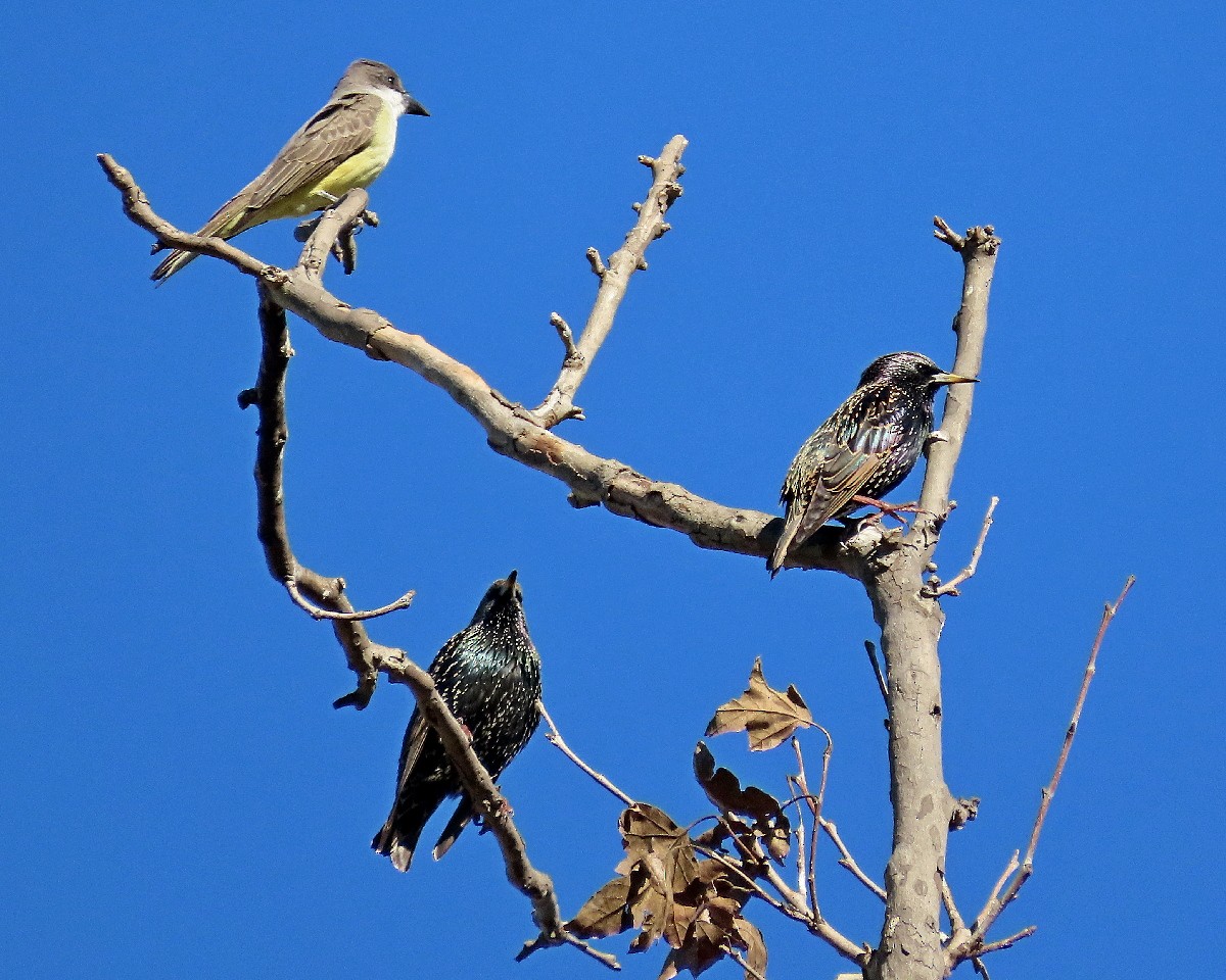 Thick-billed Kingbird - ML646426106