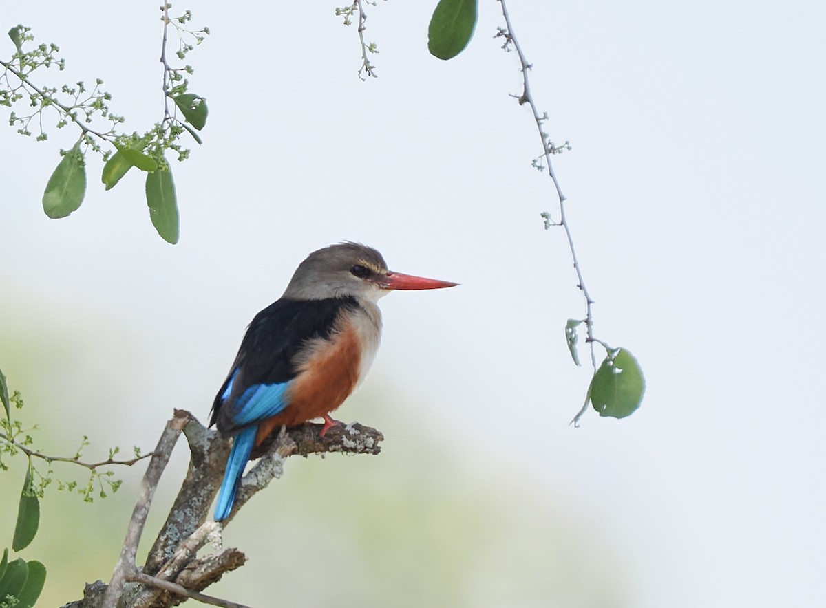 Gray-headed Kingfisher - ML646426107