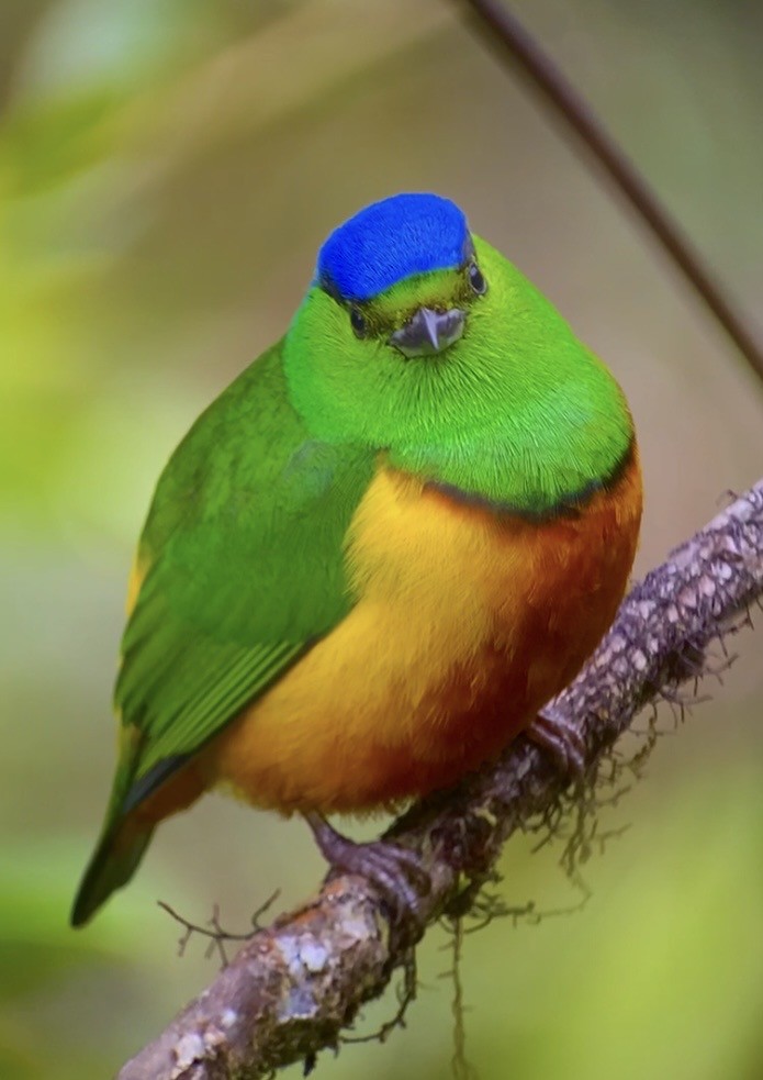 Chestnut-breasted Chlorophonia - ML646426108