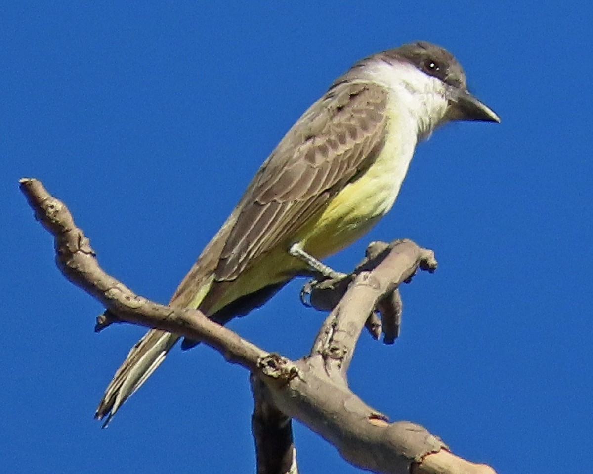 Thick-billed Kingbird - ML646426110