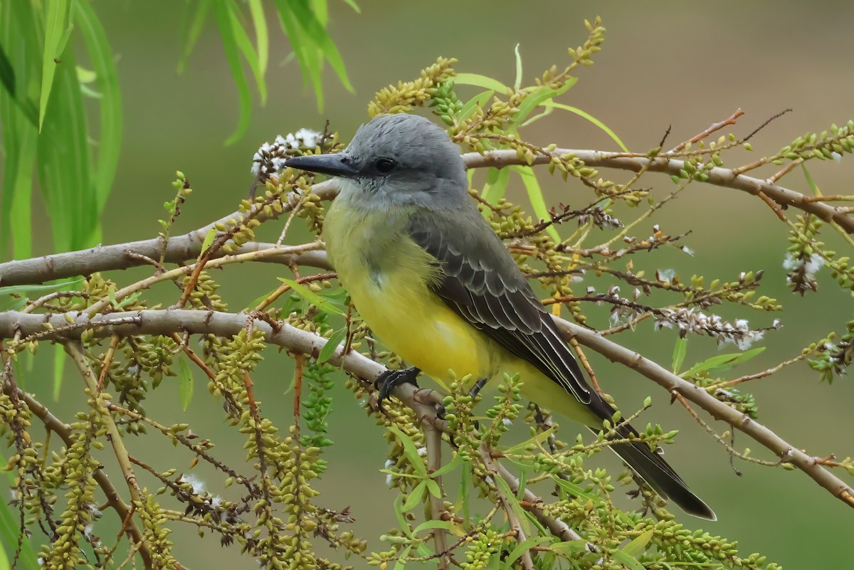 Tropical Kingbird - ML646426113