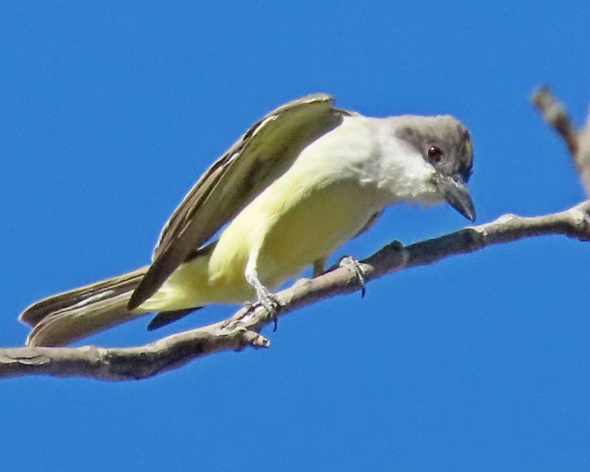 Thick-billed Kingbird - ML646426115