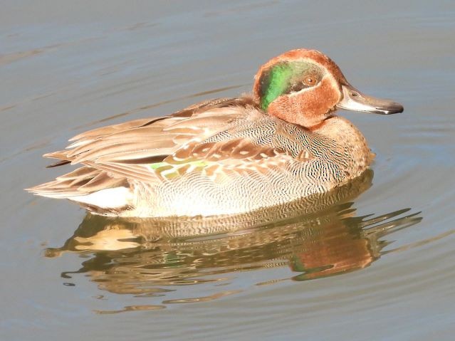 小水鴨 - ML646426116