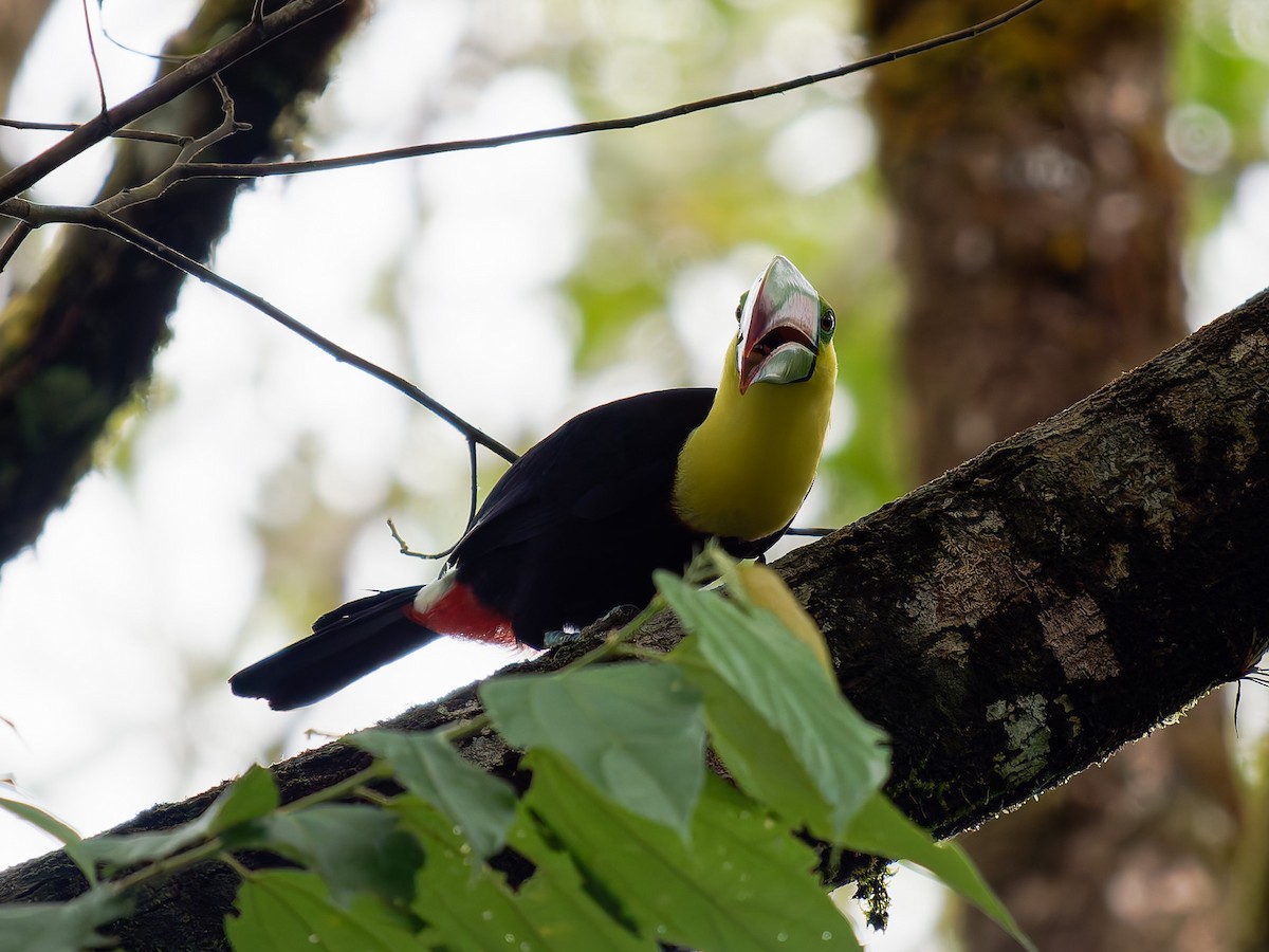 Тукан жовтогорлий - ML646426117