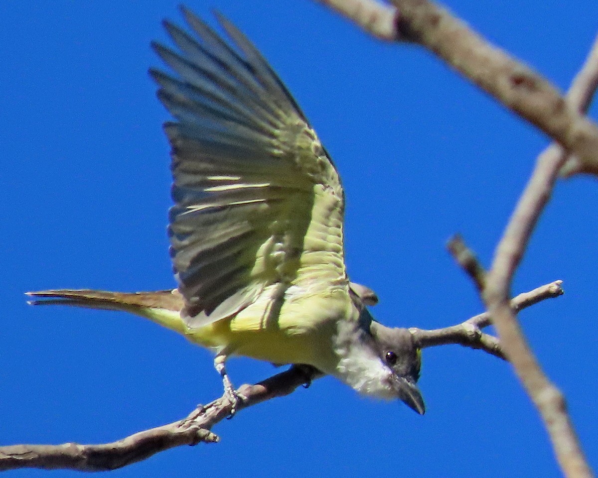 Thick-billed Kingbird - ML646426118