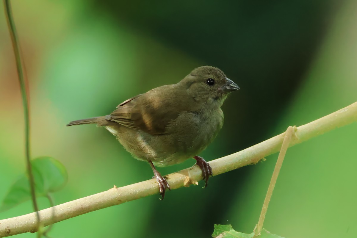 Shiny Cowbird - ML646426119