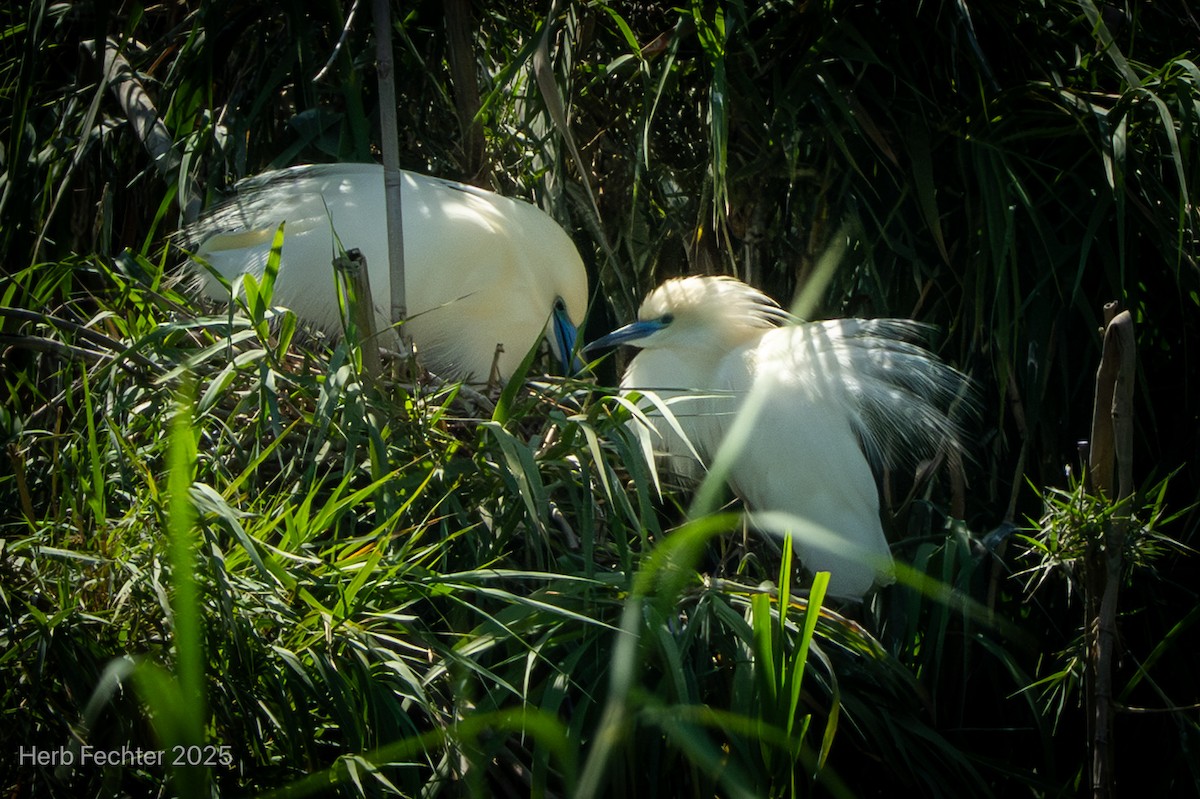 Malagasy Pond-Heron - ML646426120
