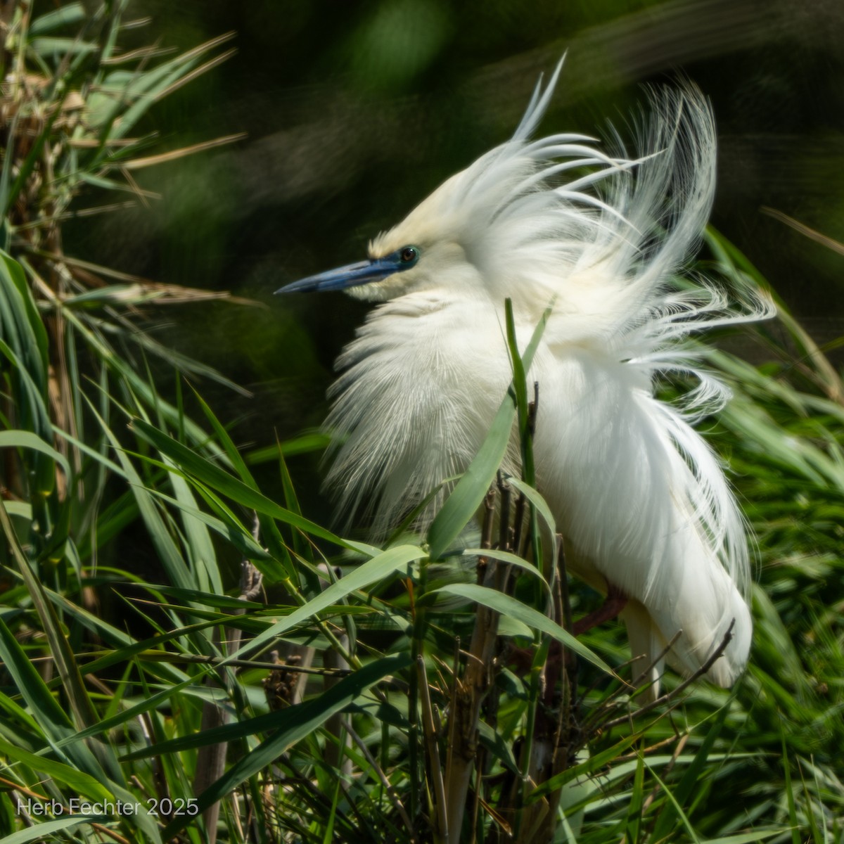 Malagasy Pond-Heron - ML646426121