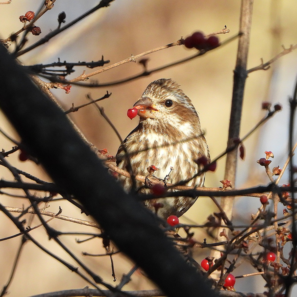 Purpurgimpel - ML646426122