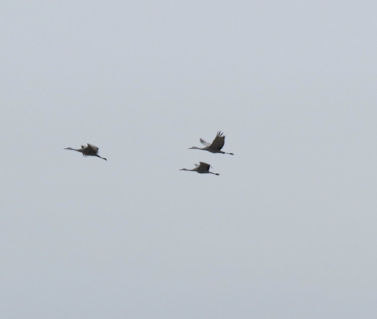 Grue du Canada - ML646426123