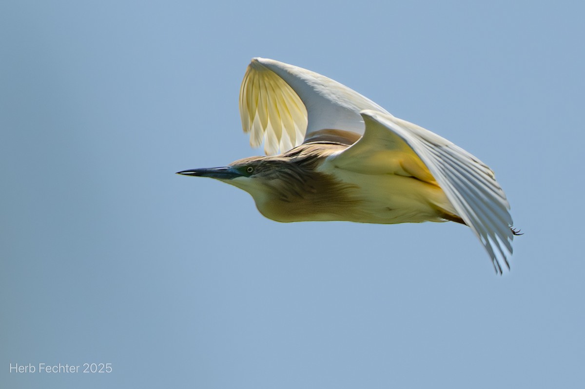 Чапля жовта - ML646426125