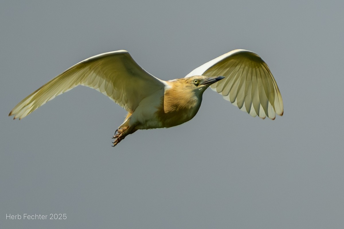 Чапля жовта - ML646426126