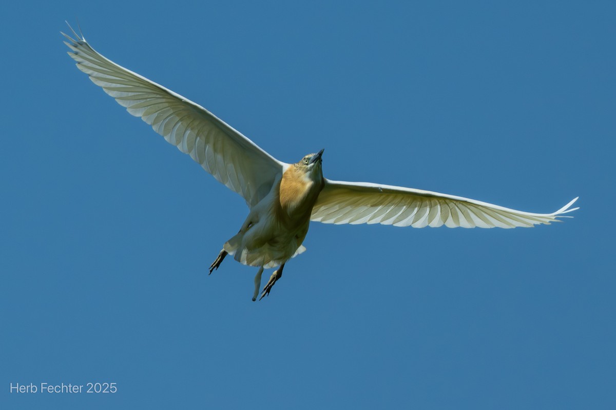 Чапля жовта - ML646426127