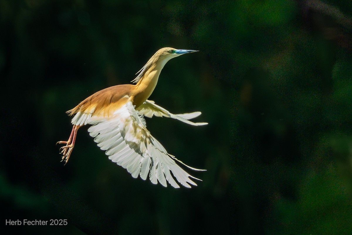 Чапля жовта - ML646426128