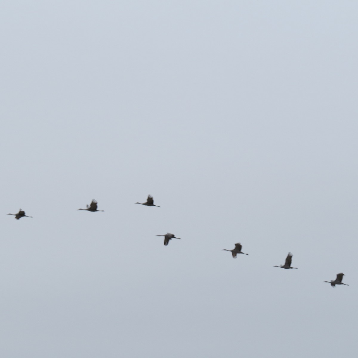 Журавель канадський - ML646426129