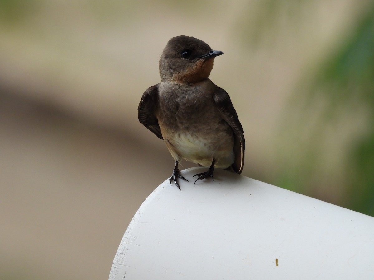 Southern Rough-winged Swallow - ML646426130