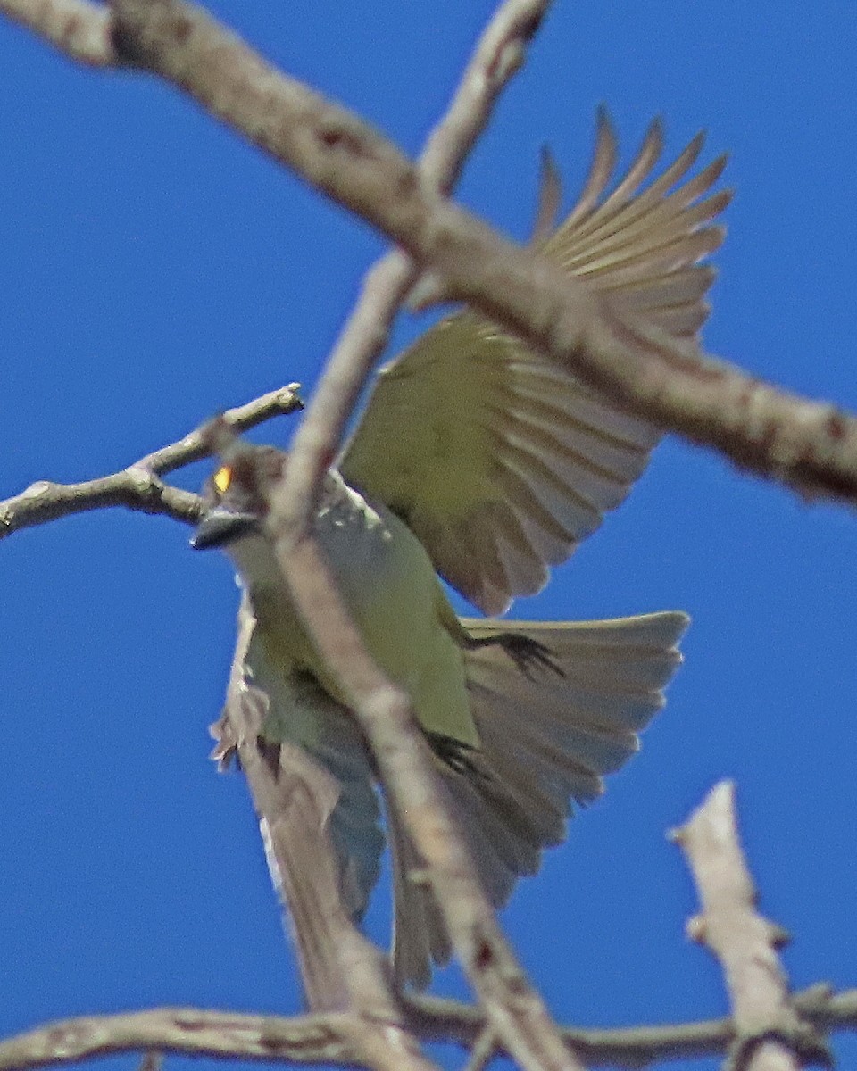 Thick-billed Kingbird - ML646426131