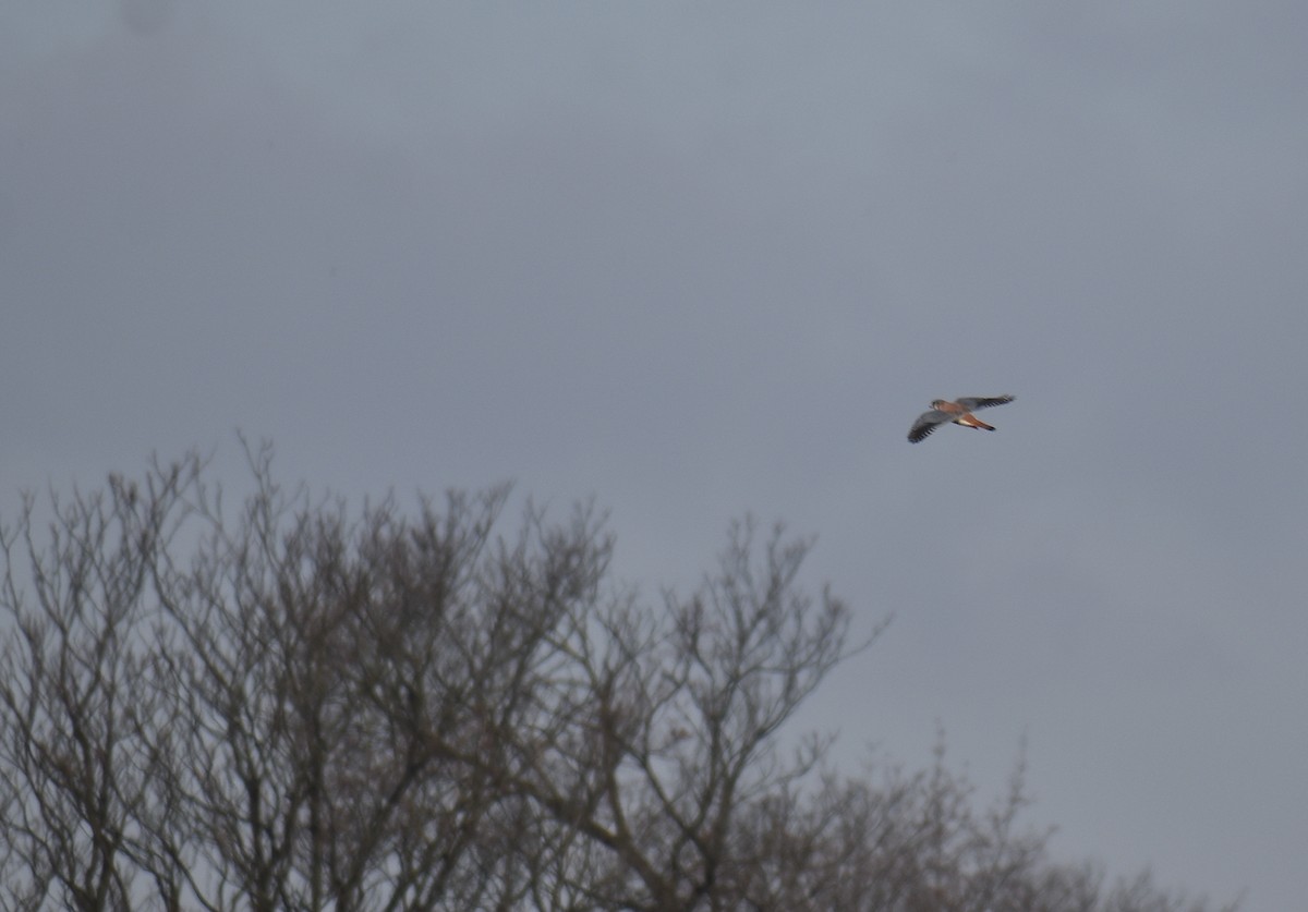 Боривітер американський - ML646426133