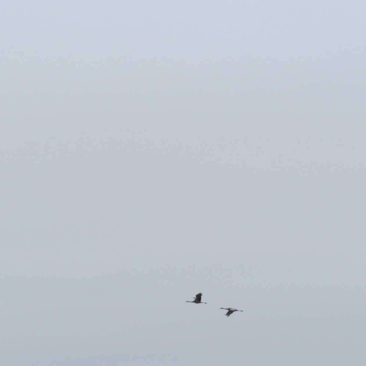 Журавель канадський - ML646426134