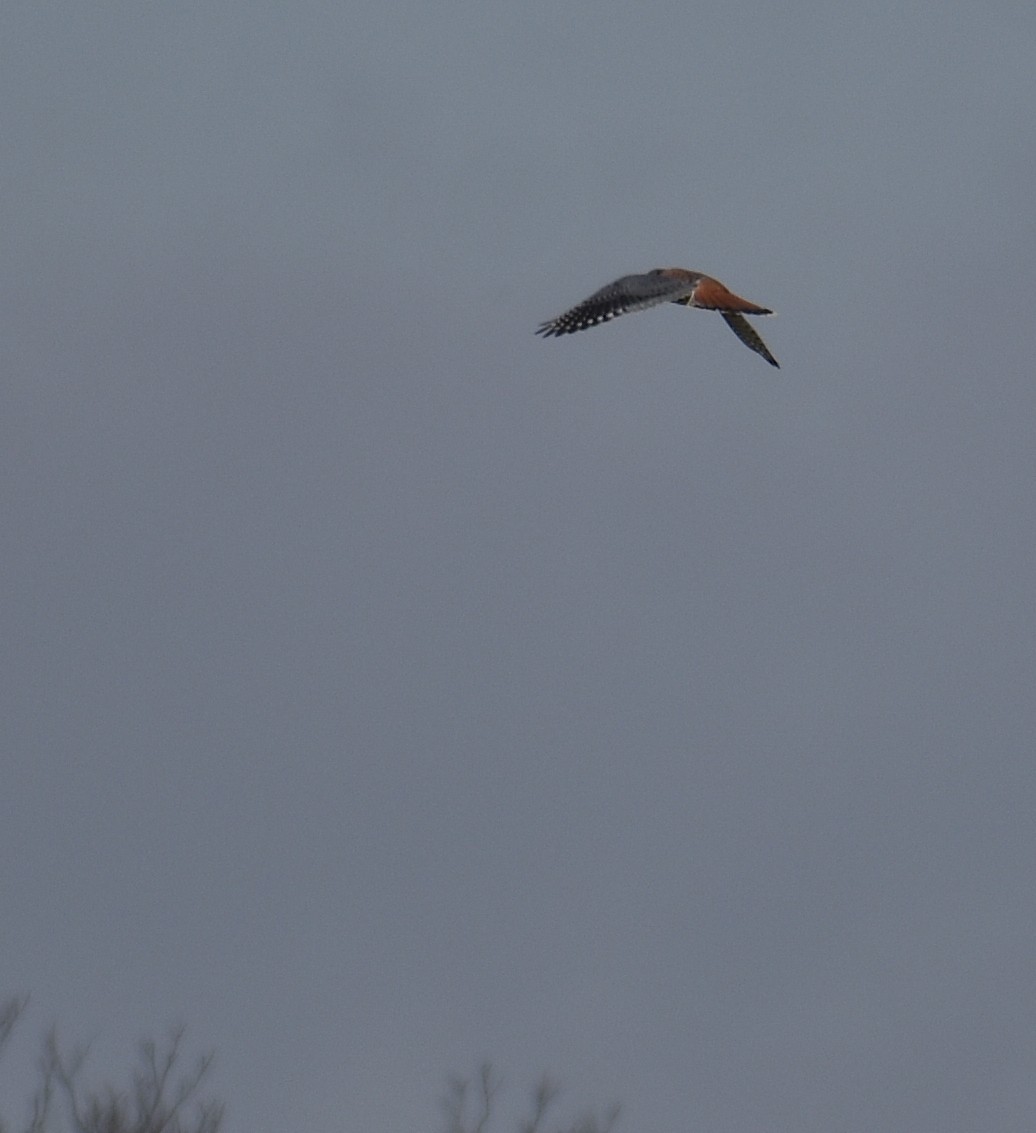 Боривітер американський - ML646426135