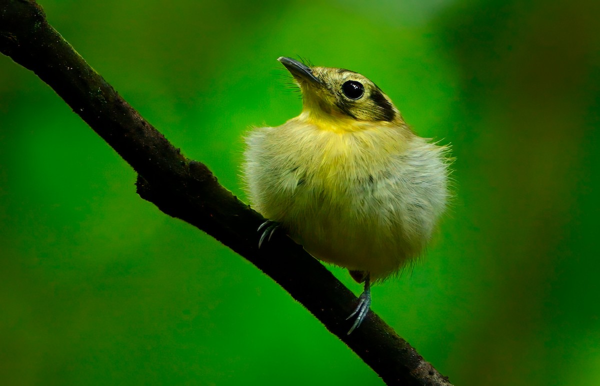 Лопатодзьоб золотоголовий - ML646426137