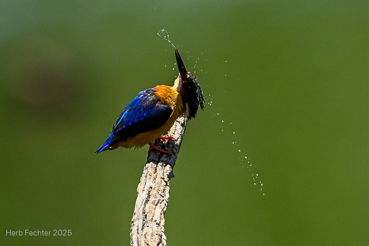 Рибалочка малагасійський - ML646426138