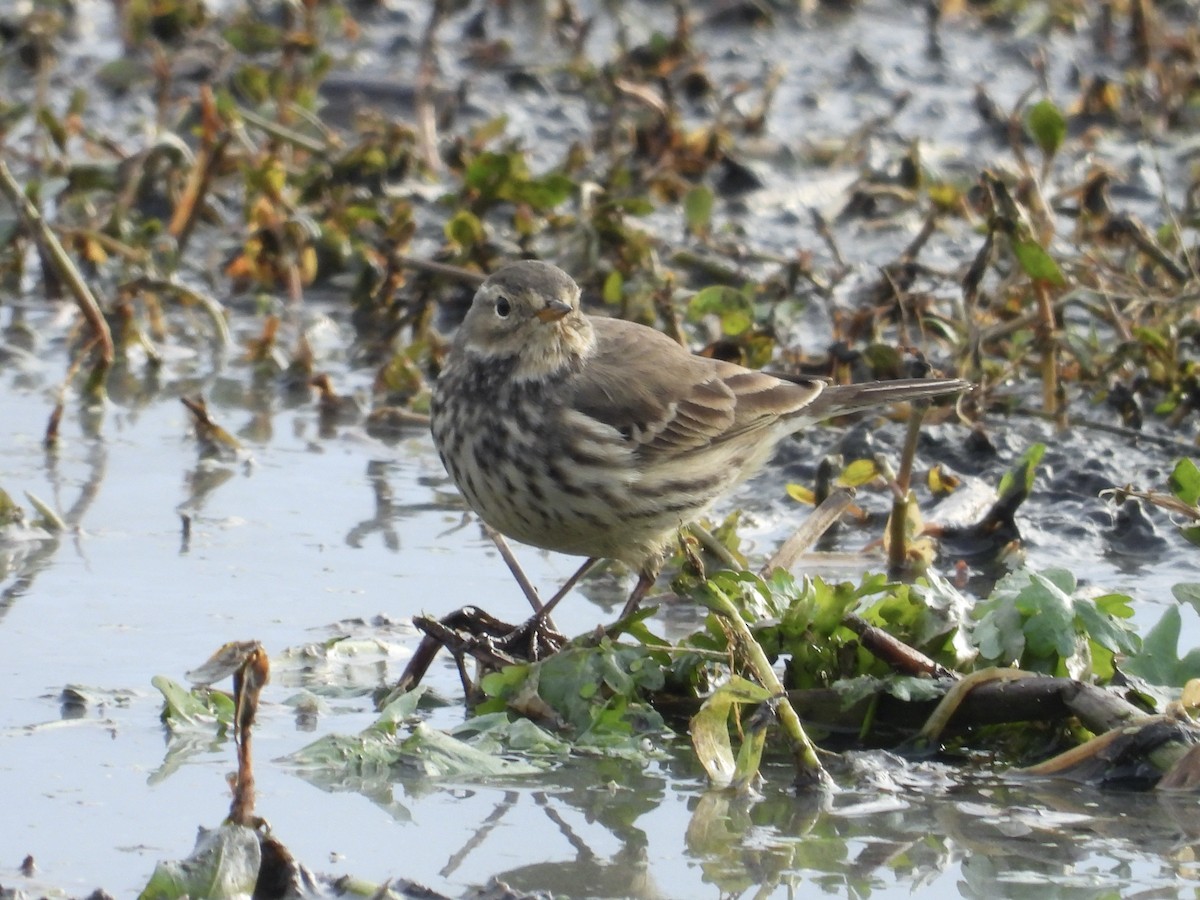 Щеврик американський - ML646426152