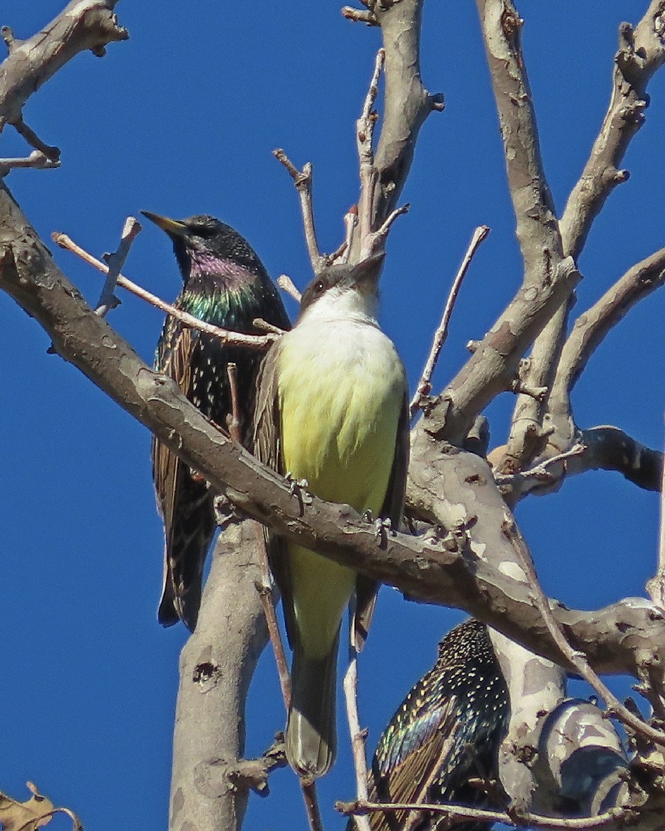 Thick-billed Kingbird - ML646426154