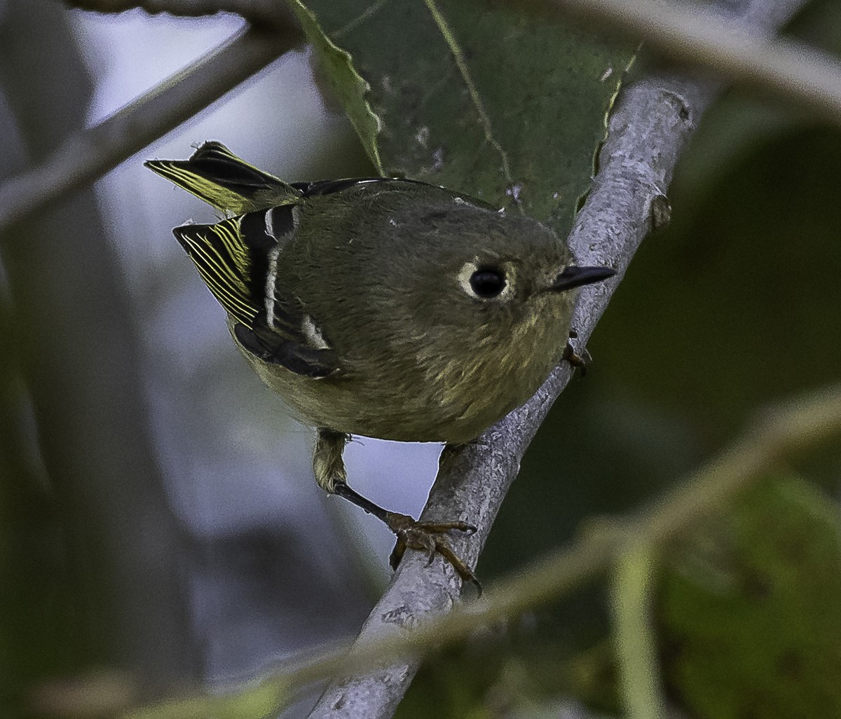 Золотомушка рубіновочуба - ML646426155